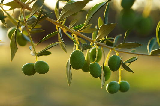 The Timeless Beauty of Olive Trees: A Symbol of Peace and Craftsmanship