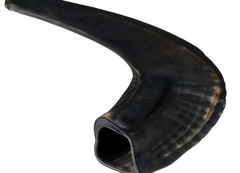 Kosher Ram Horn Shofar from Israel 11" – Polished Black Rosh Hashanah & Yom Kippur
