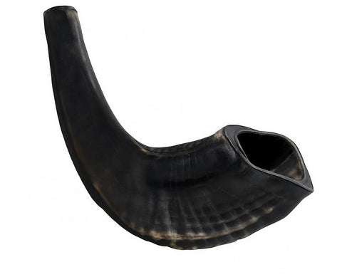 Kosher Ram Horn Shofar from Israel 11" – Polished Black Rosh Hashanah & Yom Kippur