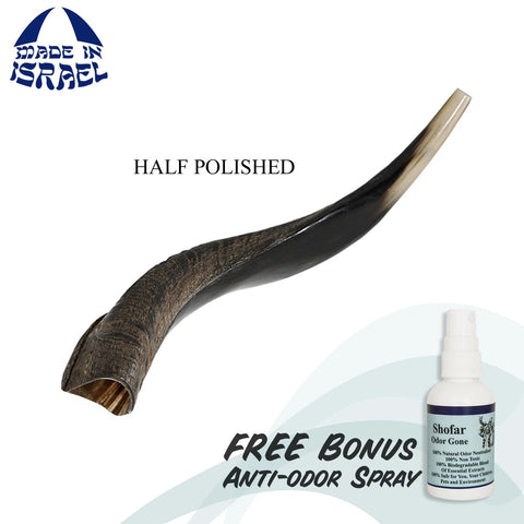 buy authentic kudu horn shofar from Israel
