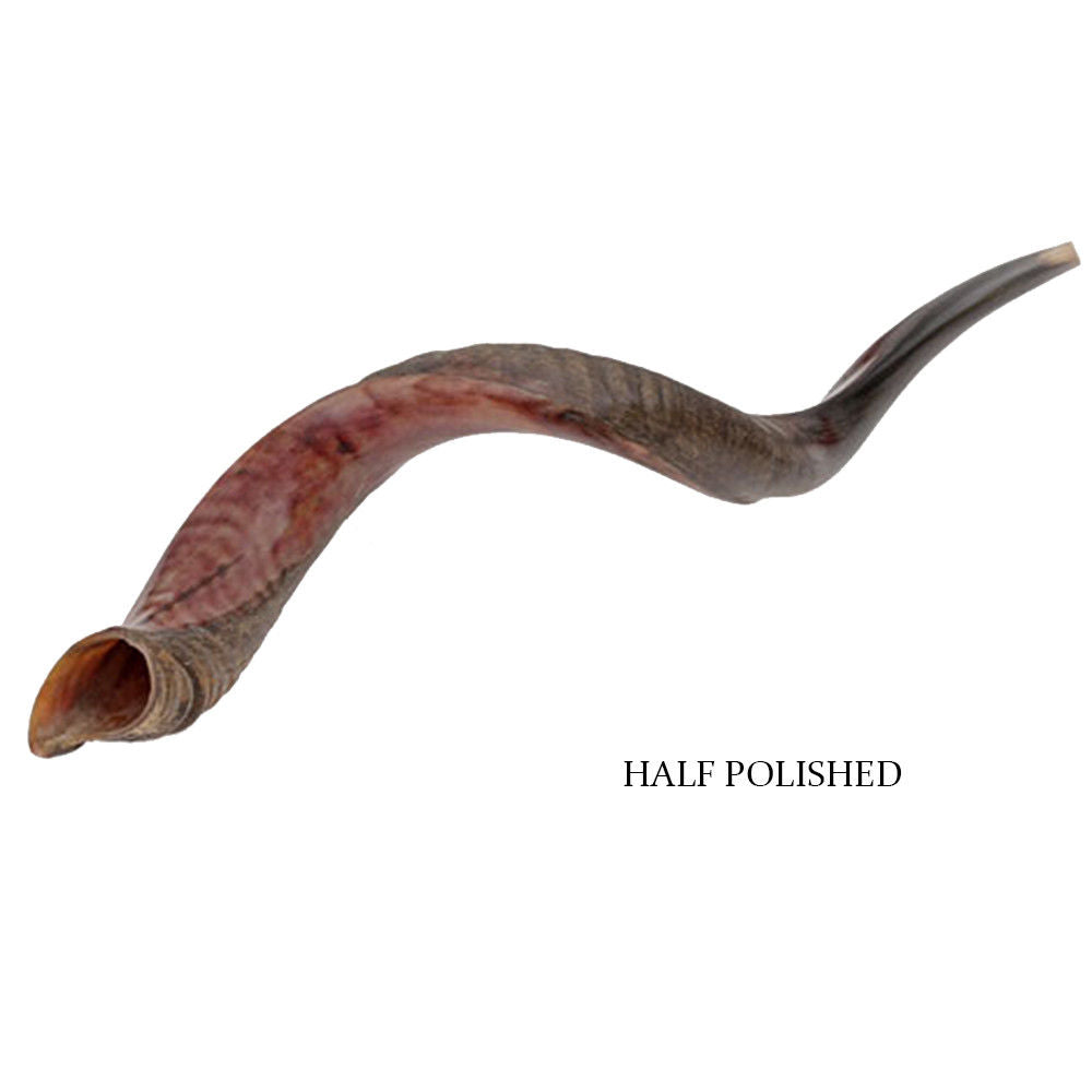 Real kudu horn shofar, ideal Judaica gift

