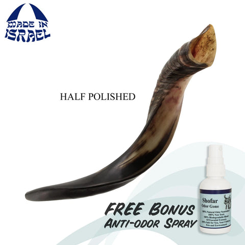  Kudu shofar gift from Holy Land, real kudu horn shofar