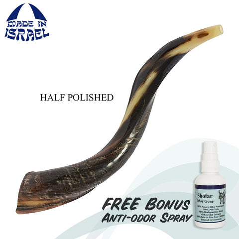 Order authentic kudu shofar horn for Rosh Hashanah shofar
