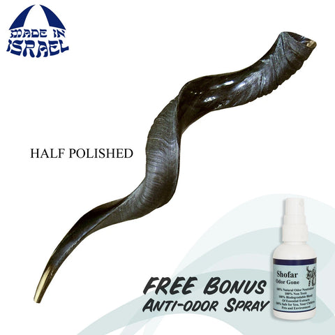 Kudu shofar gift, real kudu horn shofar from Holy Land