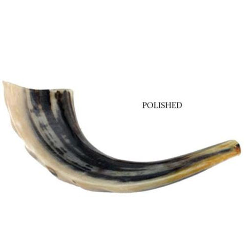 ram shofar from Israel, half-polished natural, kosher
