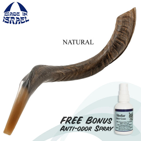 real kudu shofar horn made in Jerusalem