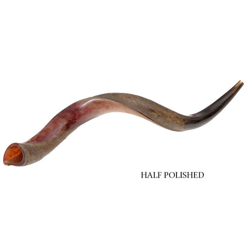 Traditional kudu shofar for synagogue shofar blowing
