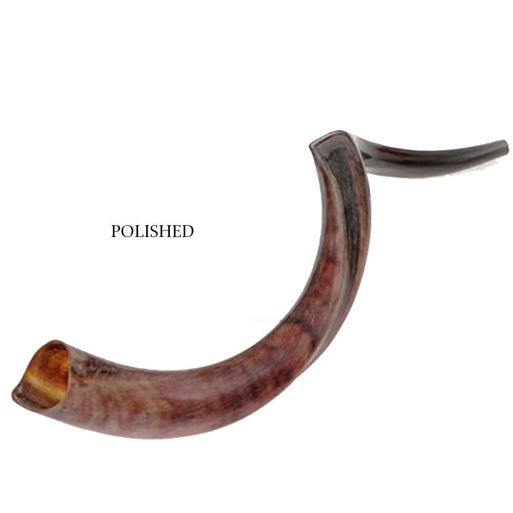 Shop kudu shofar online — resonant rosh hashanah shofar sound
