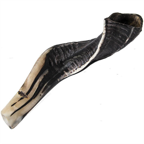 traditional ram shofar Israel, polished band detail
