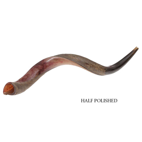 Yemenite kudu horn shofar, half-polished, deep resonant tone
