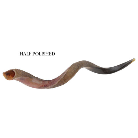Yemenite kudu horn shofar half-polished, kosher — traditional sound
