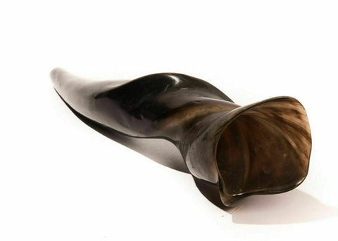 medium kosher eland shofar for jewish high holidays and synagogue use