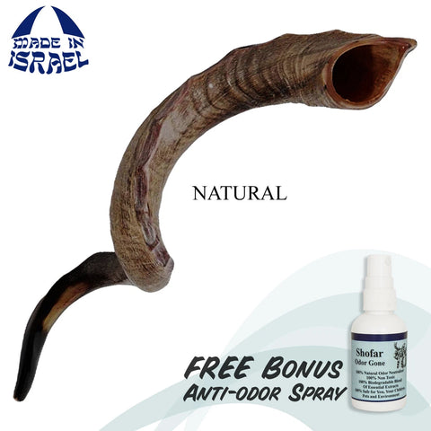 Traditional kudu shofar for synagogue shofar blowing