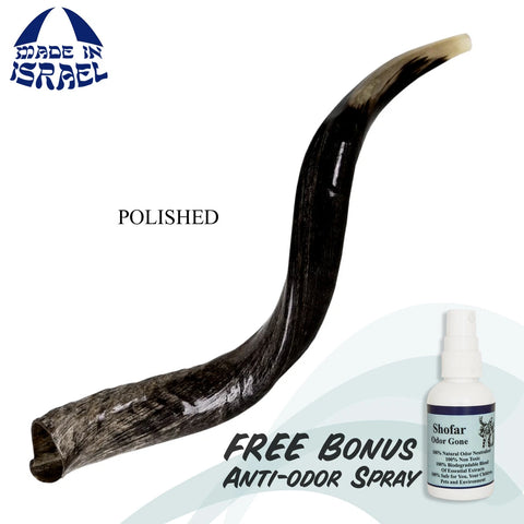 Kudu Horn Shofar, Half-Polished Finish — Order from Israel