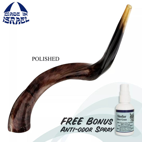 Kudu Horn Shofar, Half-Polished Finish — Order from Israel