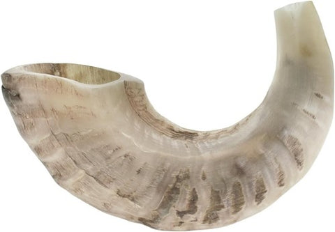 Shofar ram horn traditional kosher polished white 11 inch from Israel
