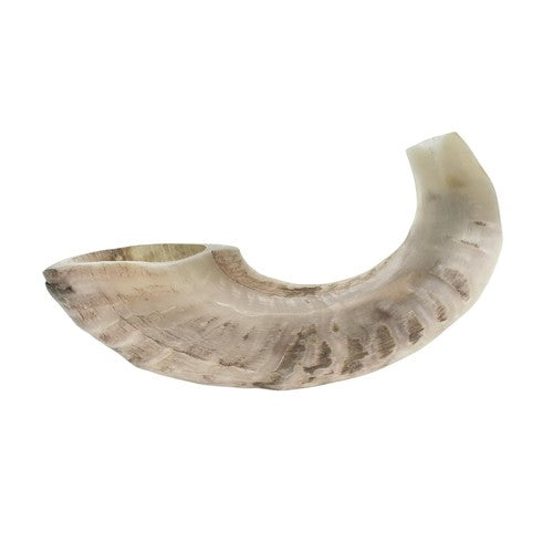 Side view of traditional 11 inch ram horn shofar Judaica decor
