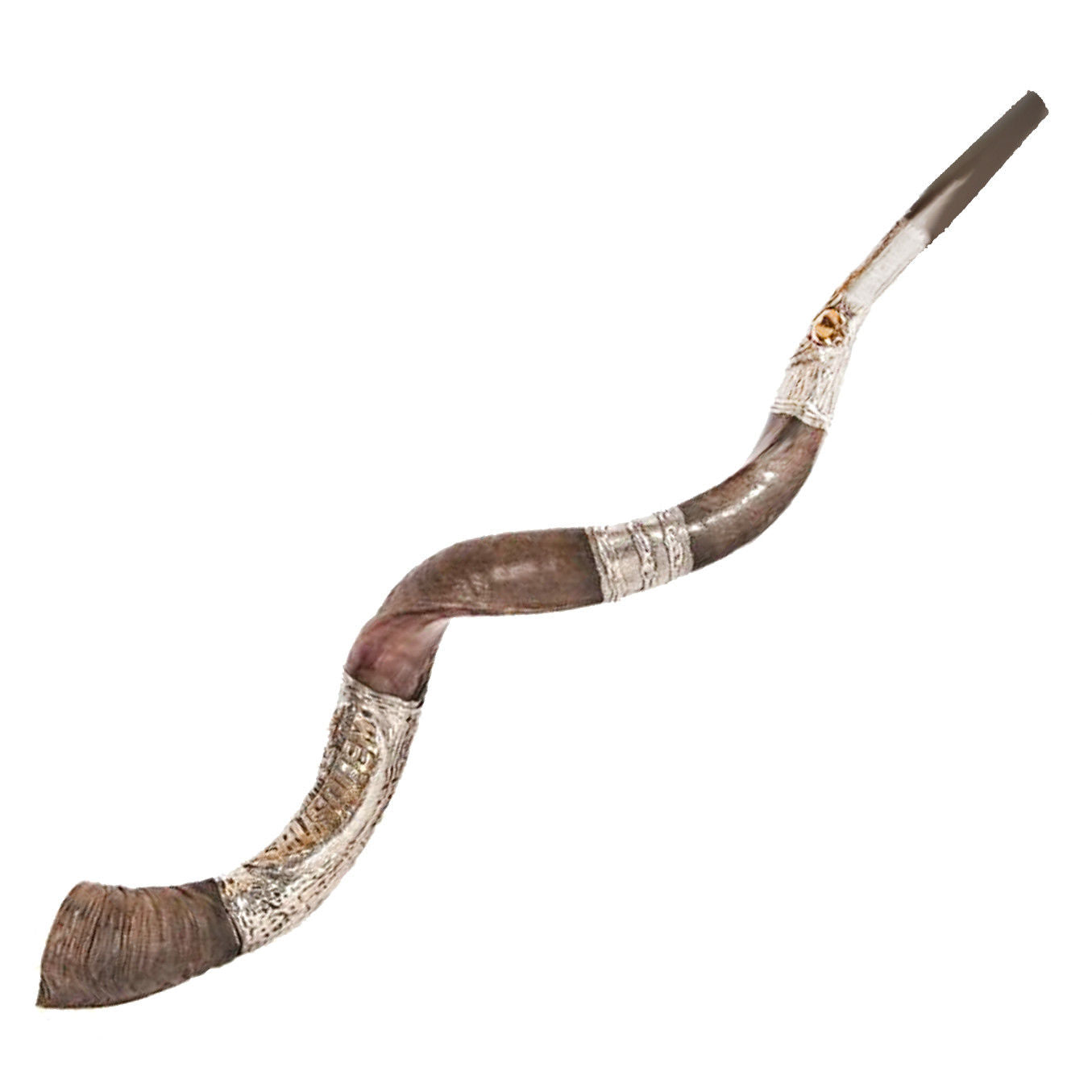 Large silver plated shofar Judaica, rich synagogue-ready sound
