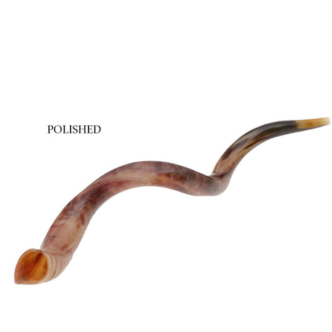Traditional kudu shofar for synagogue use – order kudu shofar horn
