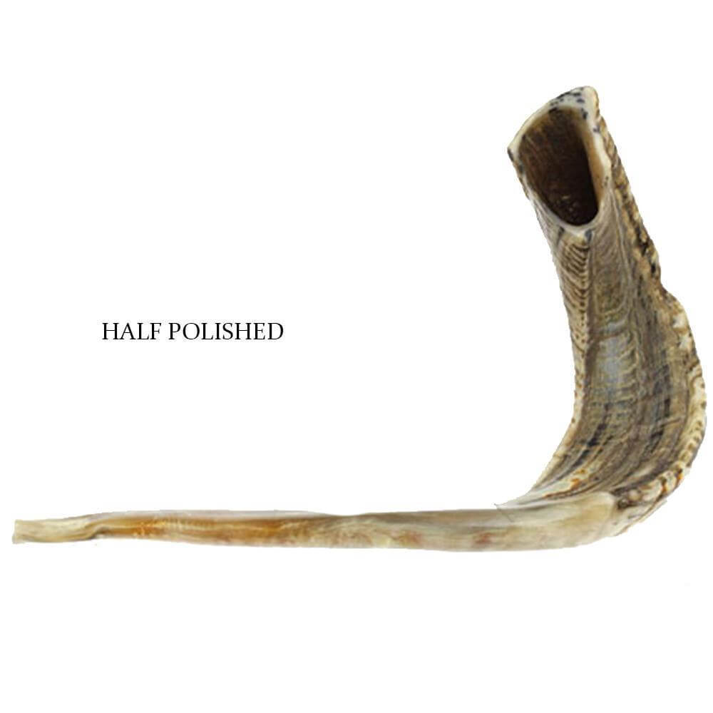 traditional ram horn shofar for synagogue and home ritual
