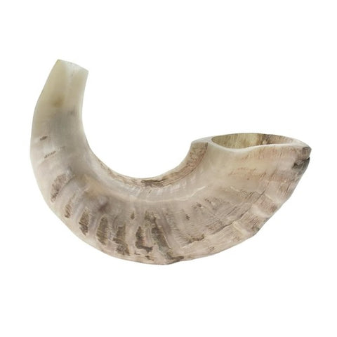 White polished kosher ram horn shofar for Rosh Hashanah worship
