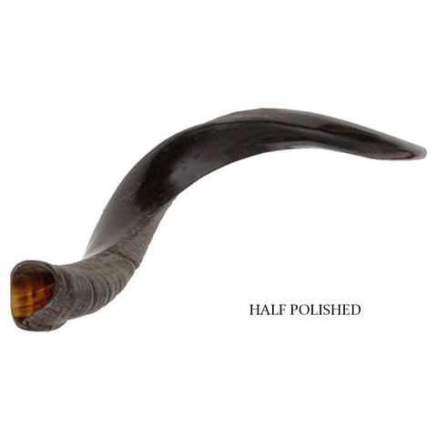 Yemenite kudu horn shofar half-polished, plated mouthpiece
