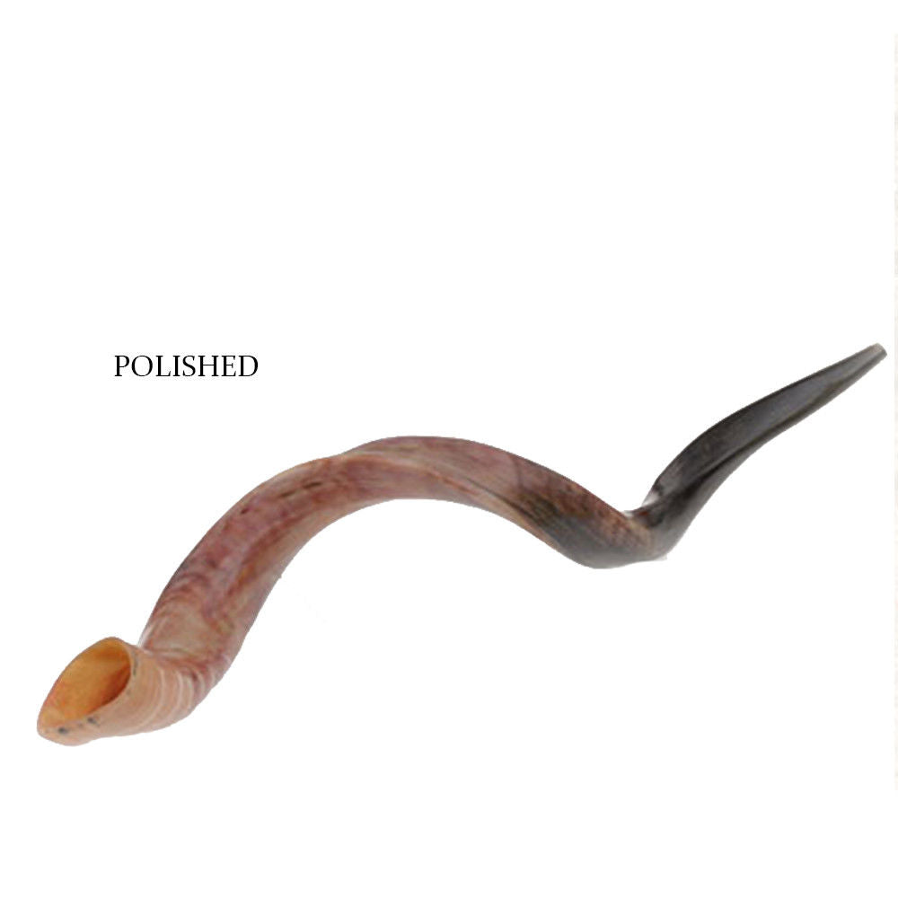  Shop Kudu Shofar online — authentic Israel Judaica horn
