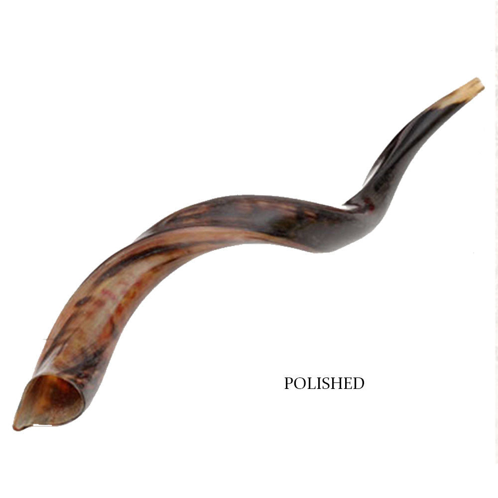 Yemenite kudu horn shofar polished kosher — Holy Land Judaica

